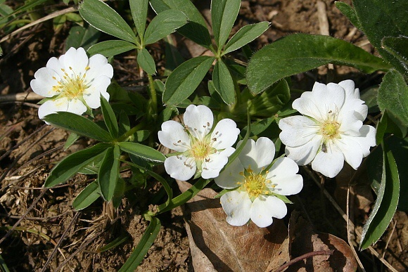 Mochna bílá (Potentilla alba), PR Kovářův žleb (23. 4. 2005)