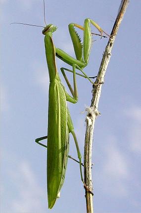 Kudlanka nábožná (Mantis religiosa)