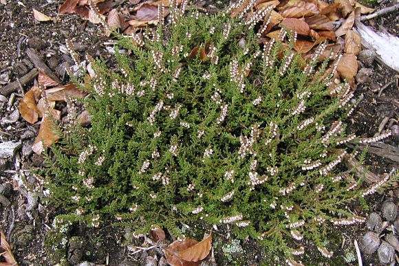 Vřes obecný (Calluna vulgaris), přírodní památka Máchova dolina (5. 10. 2002), foto © Z. Podešva