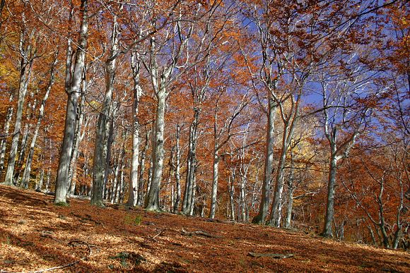 Přírodní památka Máchova dolina (28. 10. 2005), foto © Z. Podešva