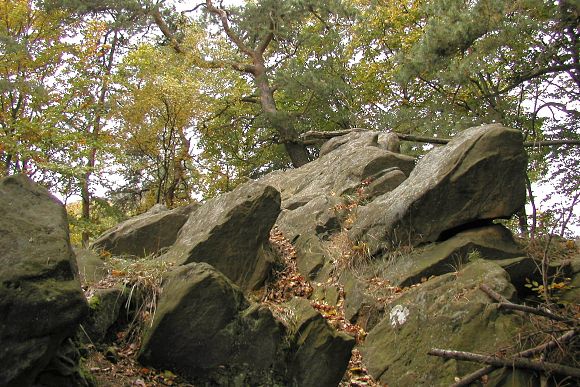Borovice lesní na skalním hřebeni v přírodní památce Maršava (9. 10. 2002), foto © Zdeněk Podešva