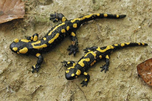 Mlok skvrnitý (Salamandra salamandra), foto © Zdeněk Podešva