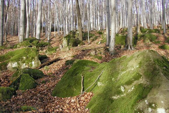 Pískovcové suťoviště v přírodní památce Nazaret (24. 11. 2002), foto © Zdeněk Podešva