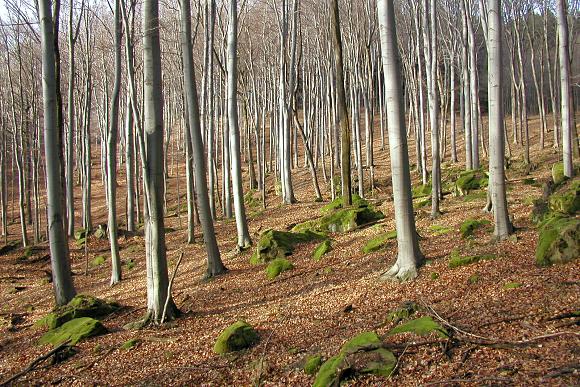 Přírodní památka Nazaret (24. 11. 2002), foto © Zdeněk Podešva