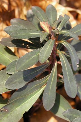Pryšec mandloňovitý (Euphorbia amygdaloides)