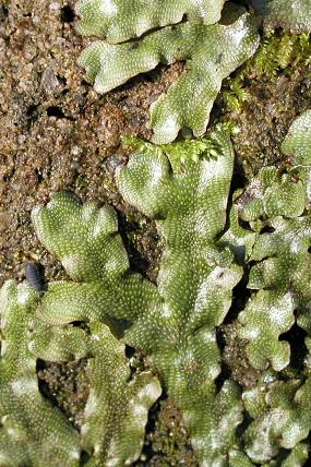 Mřížkovec kuželovitý (Conocephalum conicum)