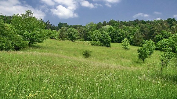 Přírodní rezervace Nová hora - louka s rozptýlenou zelení ve spodní části (28. 5. 2008), foto © Zdeněk Podešva