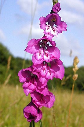 Mečík střechovitý (Gladiolus imbricatus), PP Nové louky (21. 6. 2003), foto © Z. Podešva