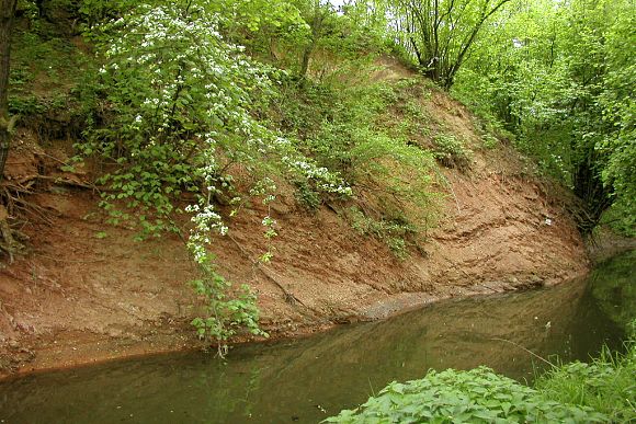 Nárazový břeh potoka Okluky s výchozem púchovských slínů (9. 5. 2003), foto © Zdeněk Podešva