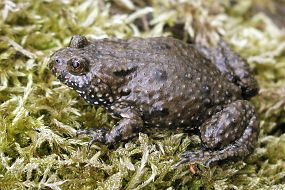 Kuňka obecná (Bombina bombina), foto © Zdeněk Podešva