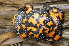 Kuňka obecná (Bombina bombina), foto © Zdeněk Podešva