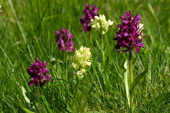 Prstnatec bezový (Dactylorhiza sambucina)