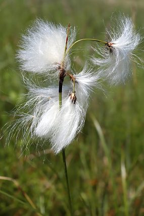 Suchopýr úzkolistý (Eriophorum angustifolium)