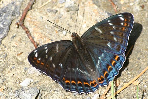 Bělopásek topolový (Limenitis populi) , foto © Zdeněk Podešva
