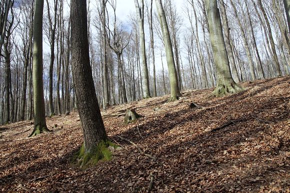 Stará bučina nad horní hranicí přírodní památky Salašské pěnovce (1. 3. 2014), foto © Zdeněk Podešva
