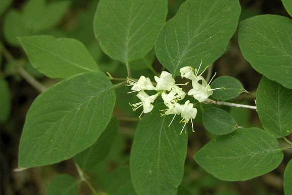 Zimolez obecný (Lonicera xylosteum) v PP Sviní hnízdo (9. 5. 2003)
