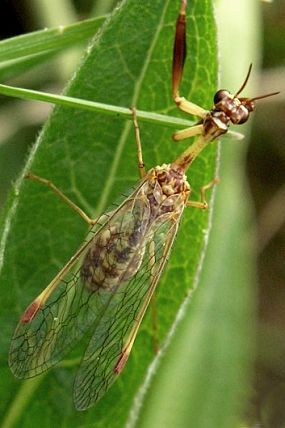 Pakudlanka jižní (Mantispa styriaca), PP Terasy (2005), foto © P. Šnajdara
