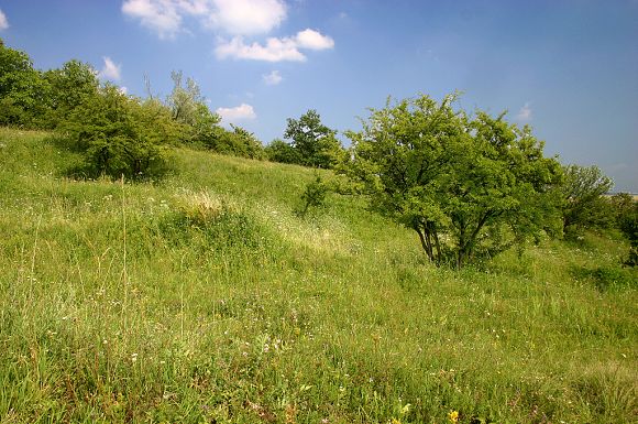Přírodní památka Terasy (28. 7. 2005)