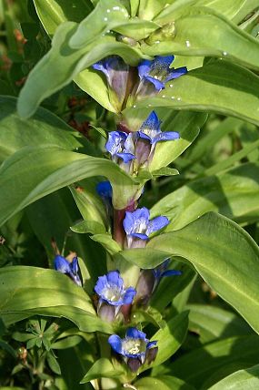 Hořec křížatý (Gentiana cruciata)