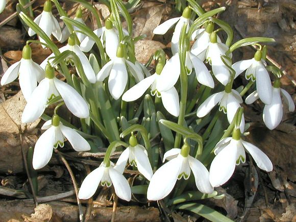 Sněženka podsněžník (Galanthus nivalis) v PR Trnovec (19. 3. 2003)