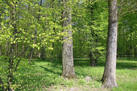 Přírodní rezervace Trnovec (29. 4. 2005)