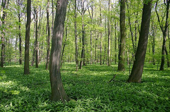 V lese místy dominuje v jarním aspektu česnek medvědí, PR Trnovec (29. 4. 2005)