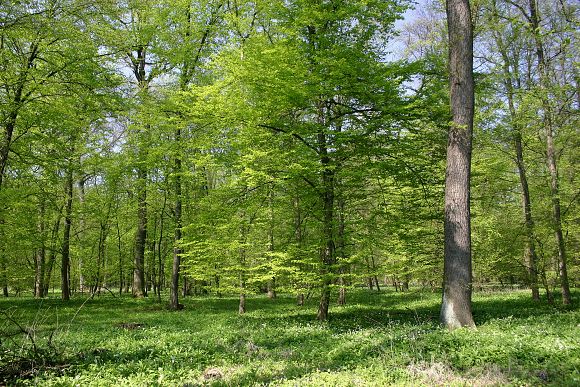 Lužní les v přírodní rezervaci Trnovec (29. 4. 2005)