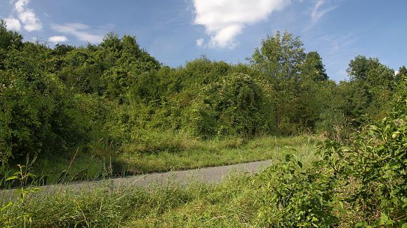 Přírodní památka Údolí Okluky, střední část (29. 8. 2014), foto © Z. Podešva