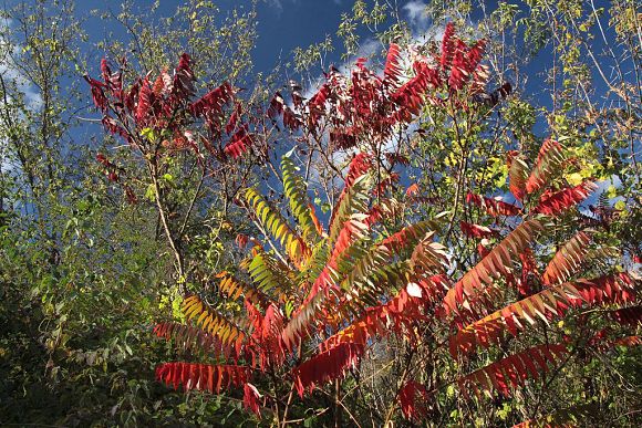 Škumpa orobincová (Rhus hirta), podzim v PP Údolí Okluky (29. 8. 2014), foto © Z. Podešva