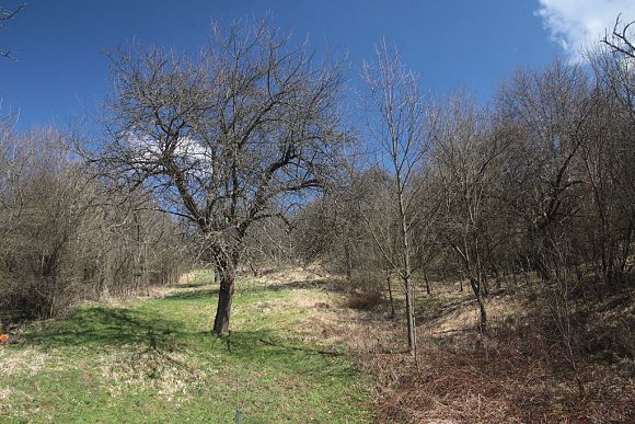 Přírodní památka Újezdecký les, udržovaný a zanedbaný sad (4. 4. 2015), foto © Z. Podešva