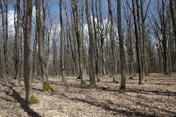 Přírodní památka Újezdecký les (4. 4. 2015), foto © Z. Podešva