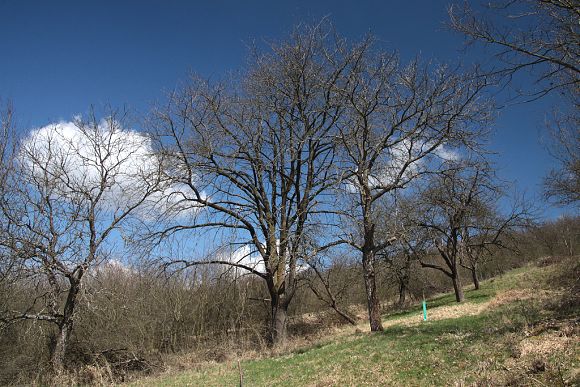 Přírodní památka Újezdecký les (4. 4. 2015), foto © Z. Podešva