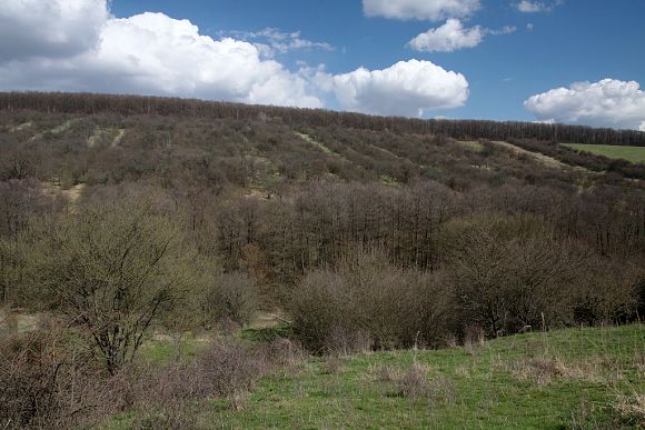 Přírodní památka Újezdecký les, výhled z pastviny na sady a les na horizontu  (4. 4. 2015), foto © Z. Podešva