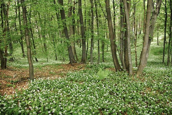 Karpatská dubohabřina s dominantním česnekem medvědím v podrostu (22. 5. 2002)