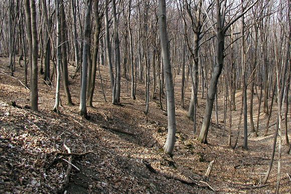 Přírodní památka Uvezené (29. 3. 2003)