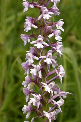 Pětiprstka žežulník (Gymnadenia conopsea),  PR Ve Vlčí (21. 6. 2003), foto © Zdeněk Podešva