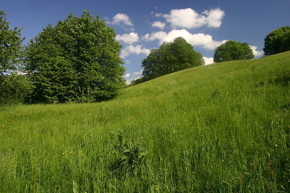 Přírodní rezervace Ve Vlčí (23. 5. 2009), foto © Zdeněk Podešva