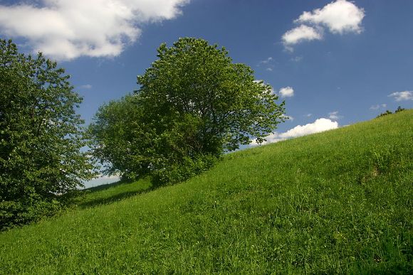 Přírodní rezervace Ve Vlčí (23. 5. 2009), foto © Zdeněk Podešva