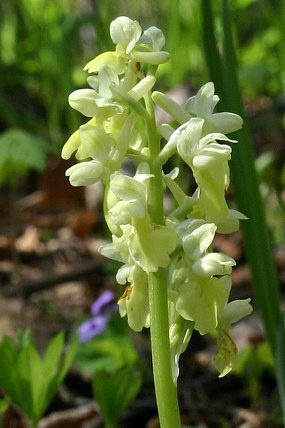 Vstavač bledý (Orchis pallens)