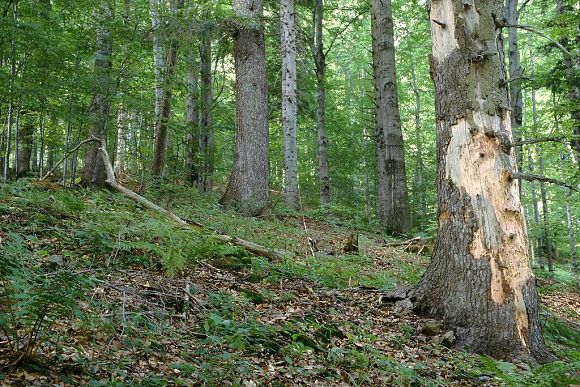 Přírodní památka Brodská, foto © František Jaskula