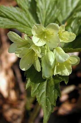 Kyčelnice devítilistá (Dentaria enneaphyllos) 