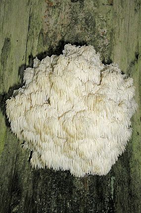 Korálovec jedlový (Hericium flagellum) 