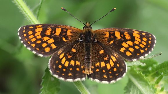 Hnědásek jitrocelový (Melitaea athalia), foto © Zdeněk Podešva