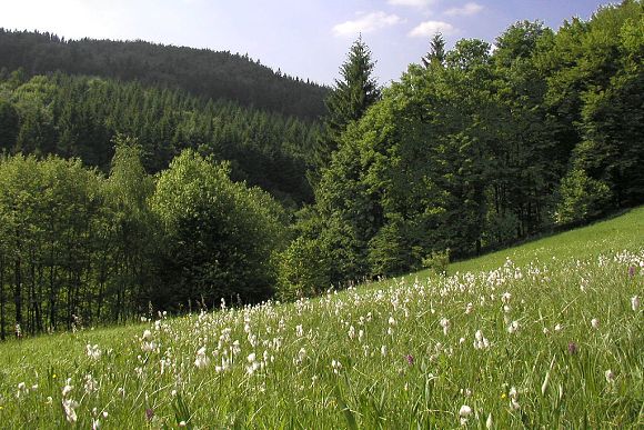 Pěnovcové prameniště v přírodní památce Pivovařiska (30. 5. 2003), foto © Zdeněk Podešva
