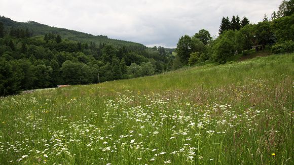 Přírodní památka Semetín - luční prameniště, mezofilní ovsíková louka v ochranném pásmu (31. 5. 2014)