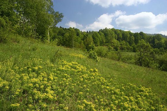 Přírodní památka Stříbrník (19. 5. 2007), foto © Zdeněk Podešva