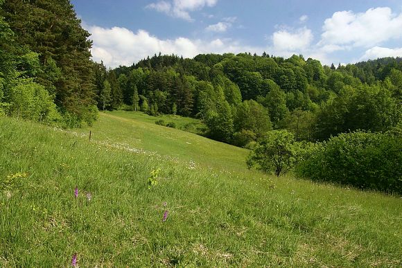 Přírodní památka Stříbrník (19. 5. 2007), foto © Zdeněk Podešva