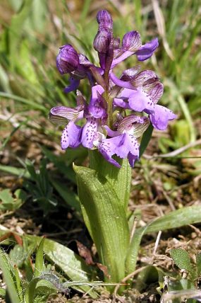 Vstavač kukačka (Orchis morio), foto © Zdeněk Podešva
