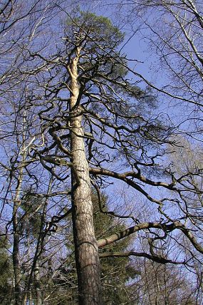 Reliktní borovice na skalách v horní části přírodní památky Budačina (29. 3. 2002), foto © Zdeděk Podešva