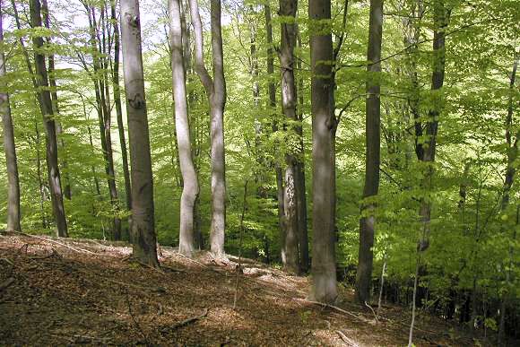 Přírodní památka Chladný vrch - část I. (2. 5. 2003), foto © Zdeněk Podešva